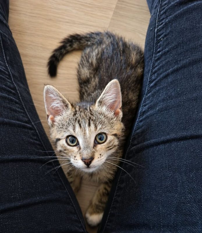 Burger - Chat Européen à adopter