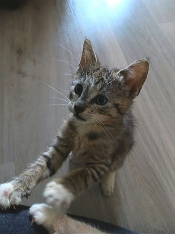 Burger - Chat Européen à adopter - photo 3
