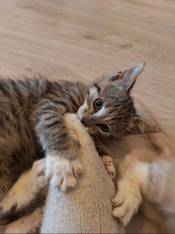 Burger - Chat Européen à adopter - photo 2