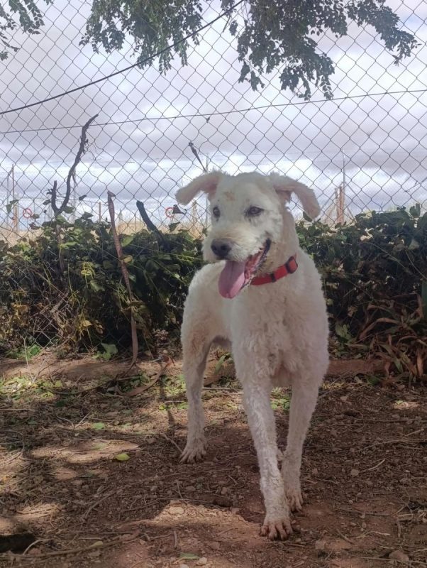 Toby - Chien Chien d'eau espagnol à adopter - photo 2