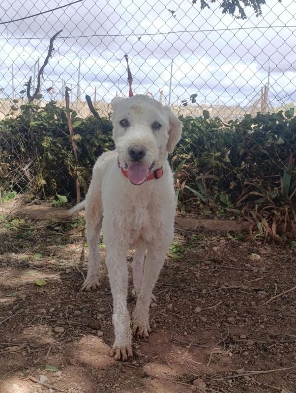 Toby - Chien Chien d'eau espagnol à adopter - photo 7