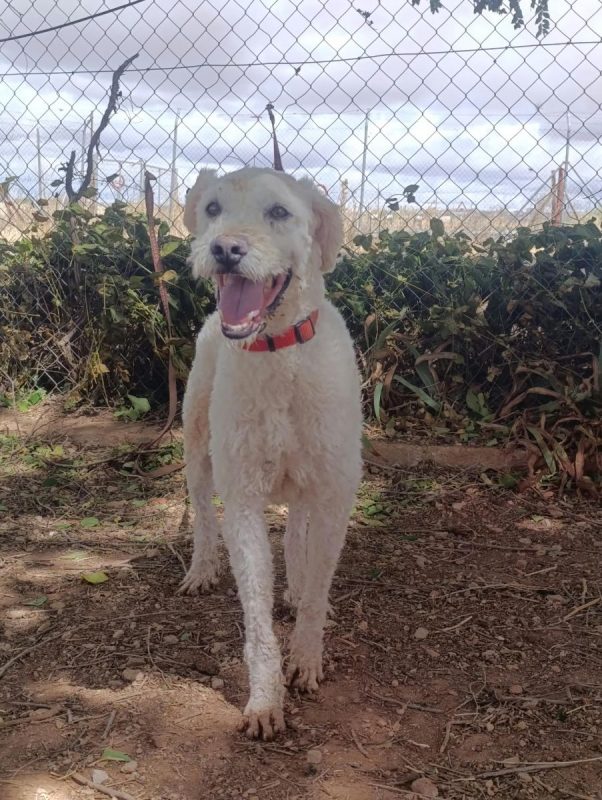 Toby - Chien Chien d'eau espagnol à adopter - photo 6