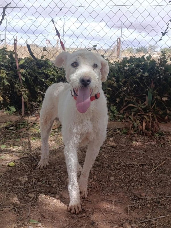 Toby - Chien Chien d'eau espagnol à adopter - photo 4