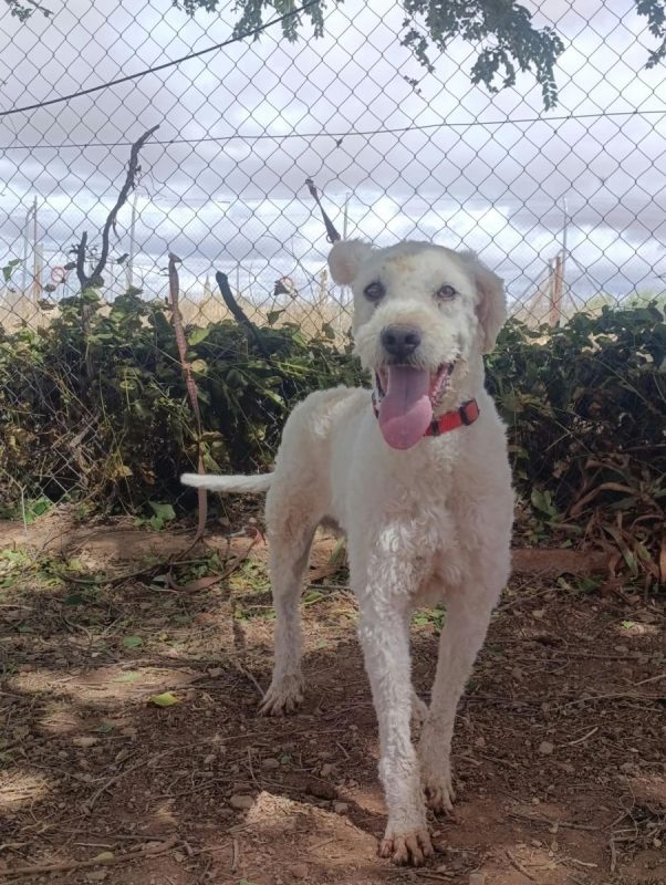 Toby - Chien Chien d'eau espagnol à adopter - photo 5