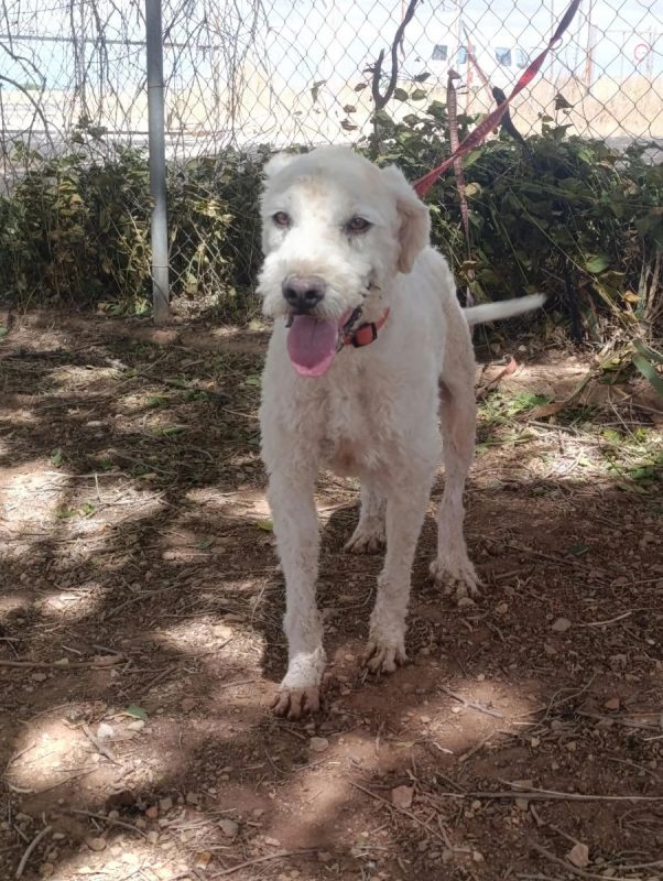 Toby - Chien Chien d'eau espagnol à adopter - photo 9