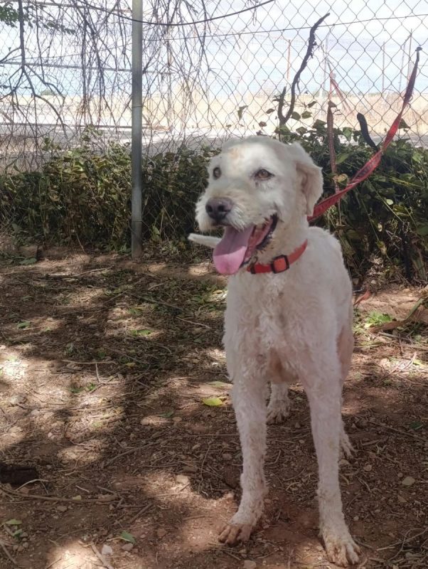 Toby - Chien Chien d'eau espagnol à adopter - photo 8
