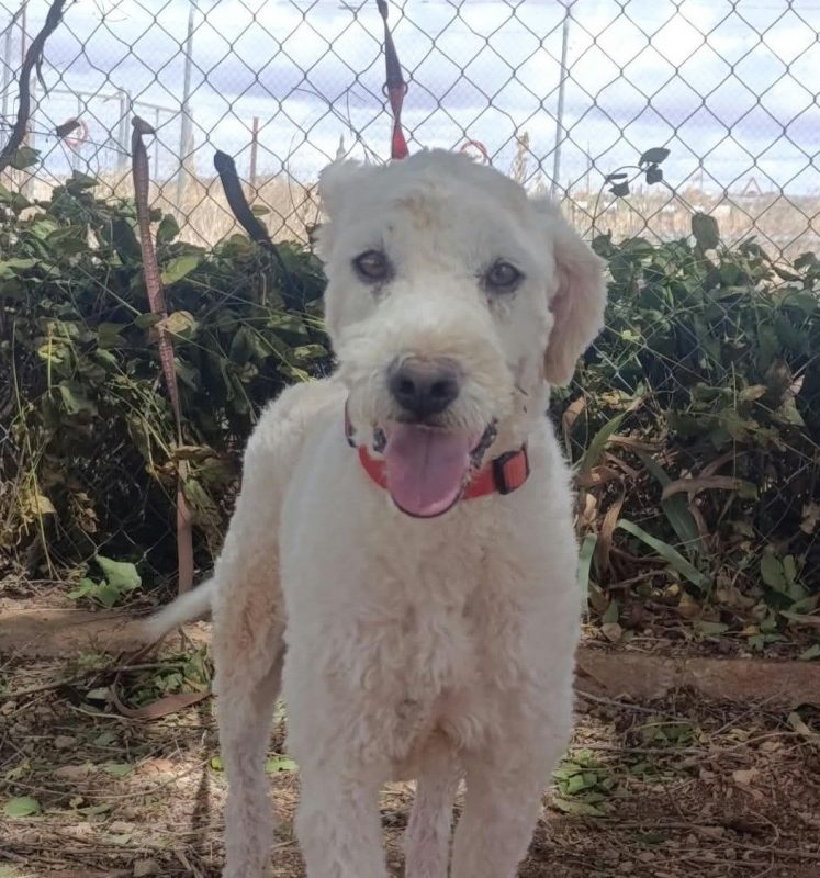 Toby - Chien Chien d'eau espagnol à adopter