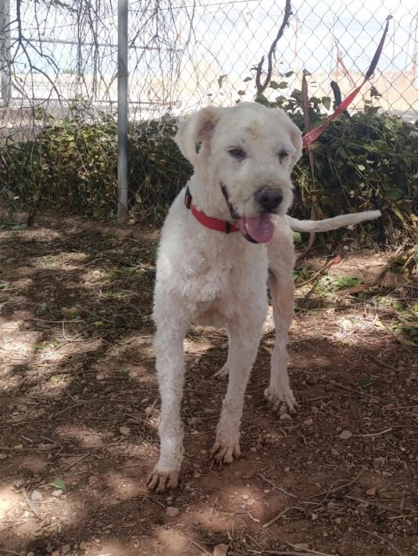 Toby - Chien Chien d'eau espagnol à adopter - photo 3