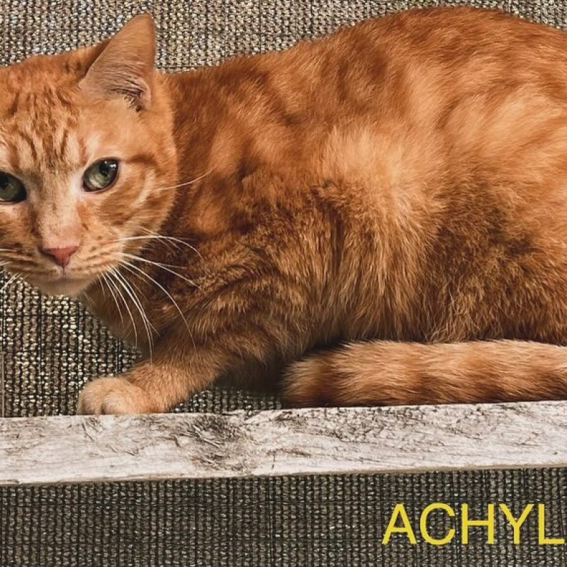 Photo de Achyl
