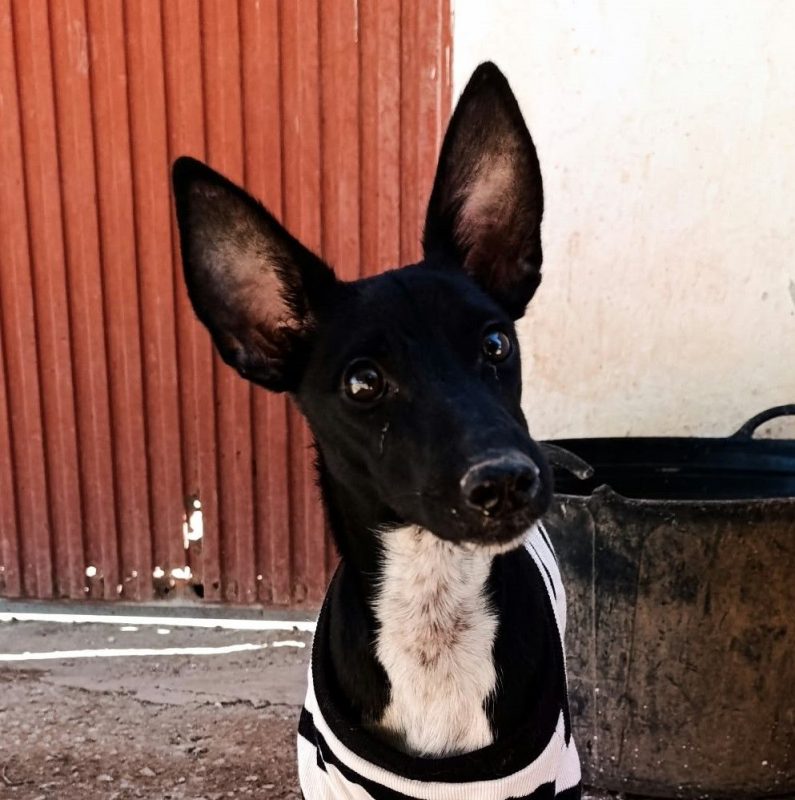 Dark - Chien Podenco Ibicenco à adopter