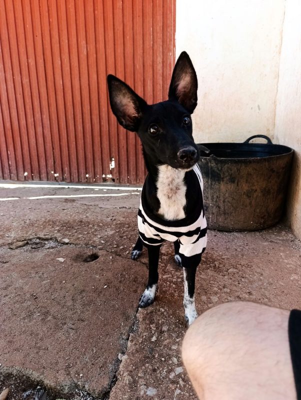 Dark - Chien Podenco Ibicenco à adopter - photo 4
