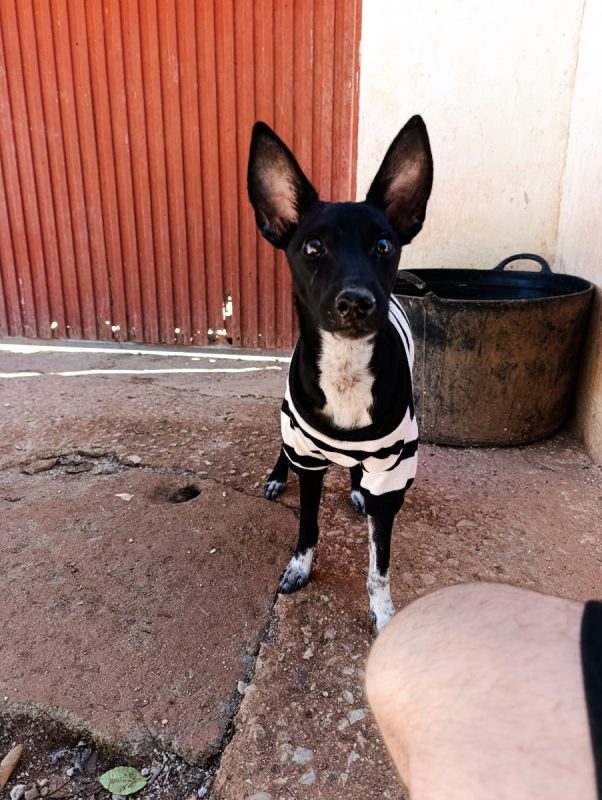 Dark - Chien Podenco Ibicenco à adopter - photo 3