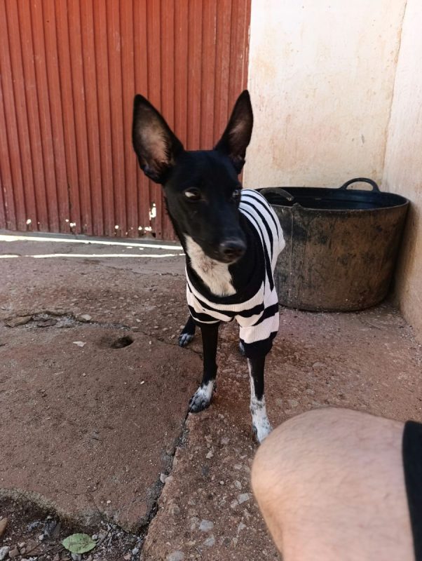 Dark - Chien Podenco Ibicenco à adopter - photo 2