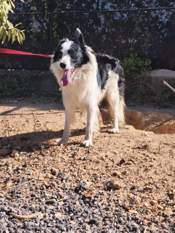 Max - Chien Border Collie à adopter - photo 2