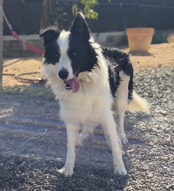 Max - Chien Border Collie à adopter