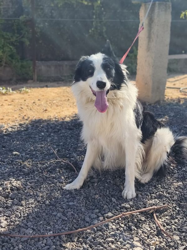Max - Chien Border Collie à adopter - photo 4