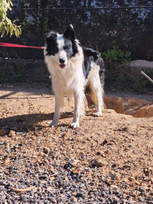 Max - Chien Border Collie à adopter - photo 5