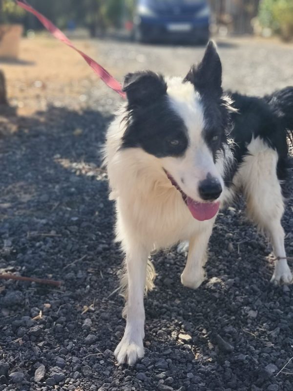 Max - Border Collie à adopter - Espagne
