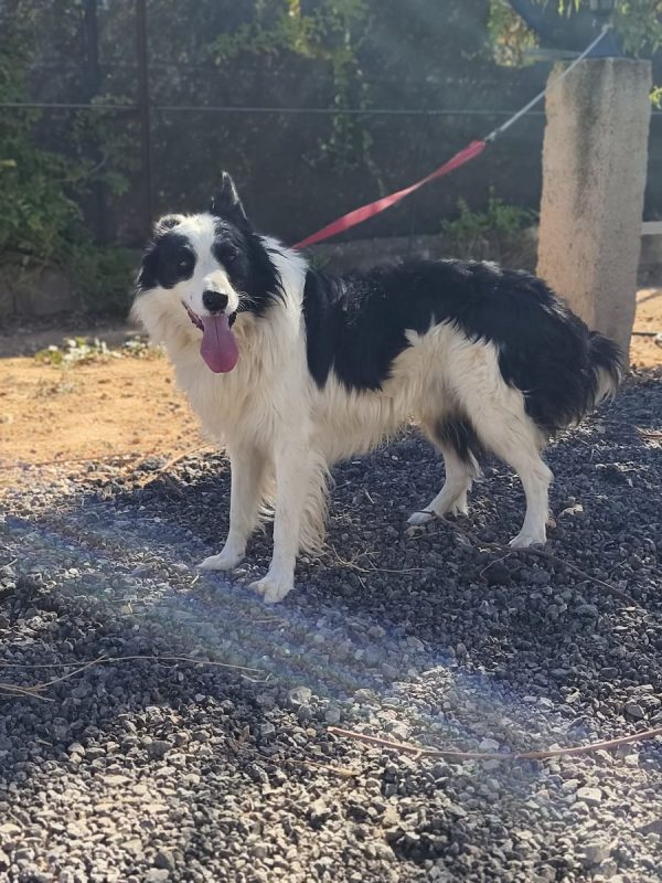 Max - Chien Border Collie à adopter - photo 3