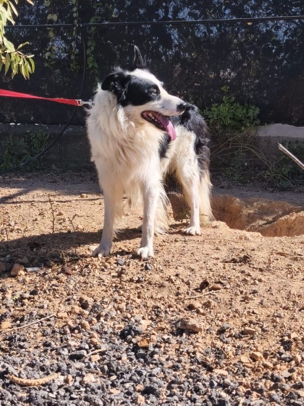 Max - Border Collie à adopter - Espagne