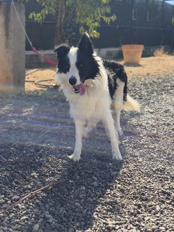 Max - Border Collie à adopter - Espagne