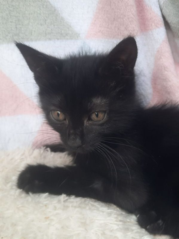 BRAD - Chat à adopter