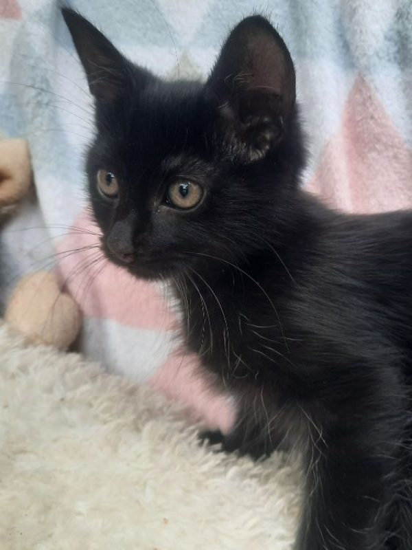 BÉBEL - Chat à adopter
