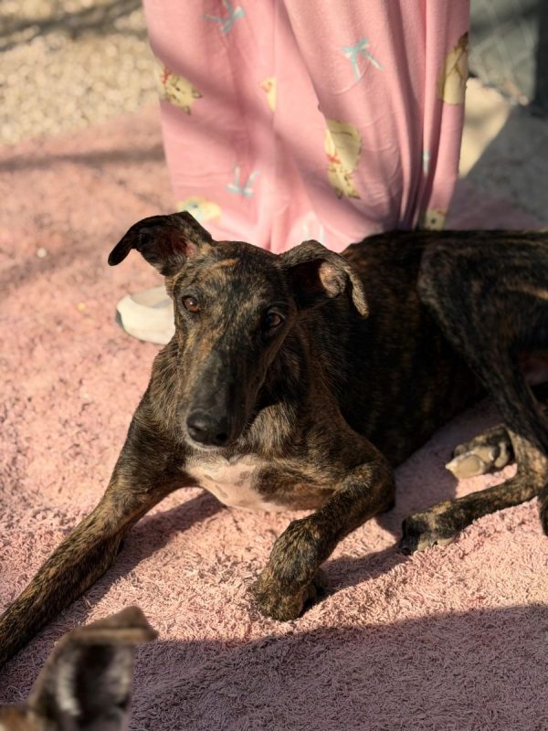 Maxi - Chien à adopter - photo 3