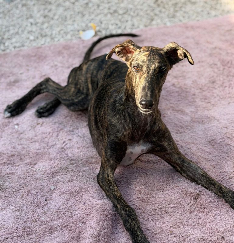 Maxi - Chien à adopter