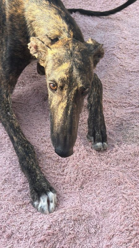 Maxi - Chien à adopter - photo 10
