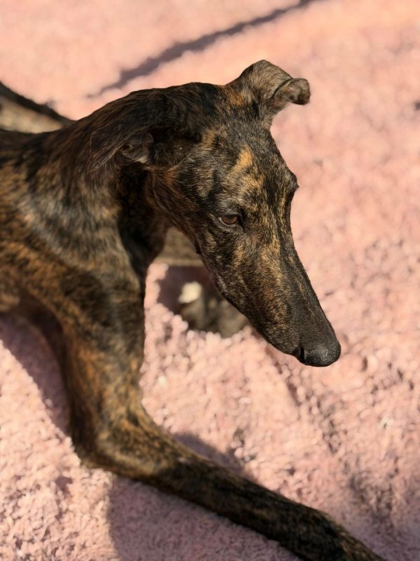 Maxi - Chien à adopter - photo 2