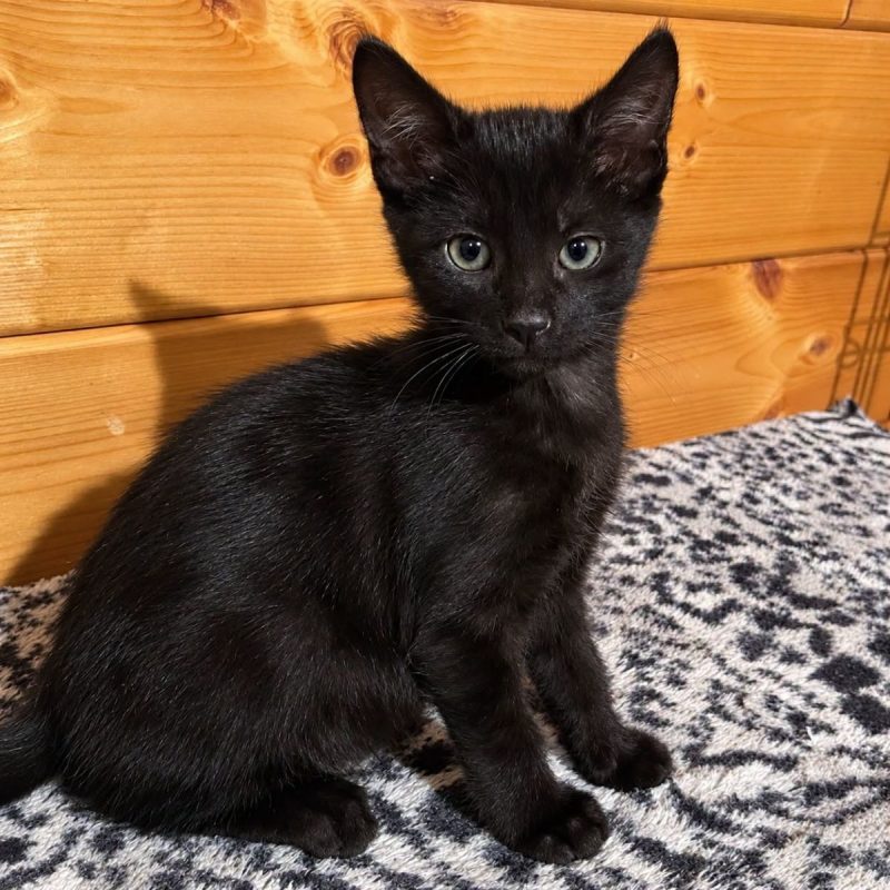 Bahia - Chat Européen à adopter