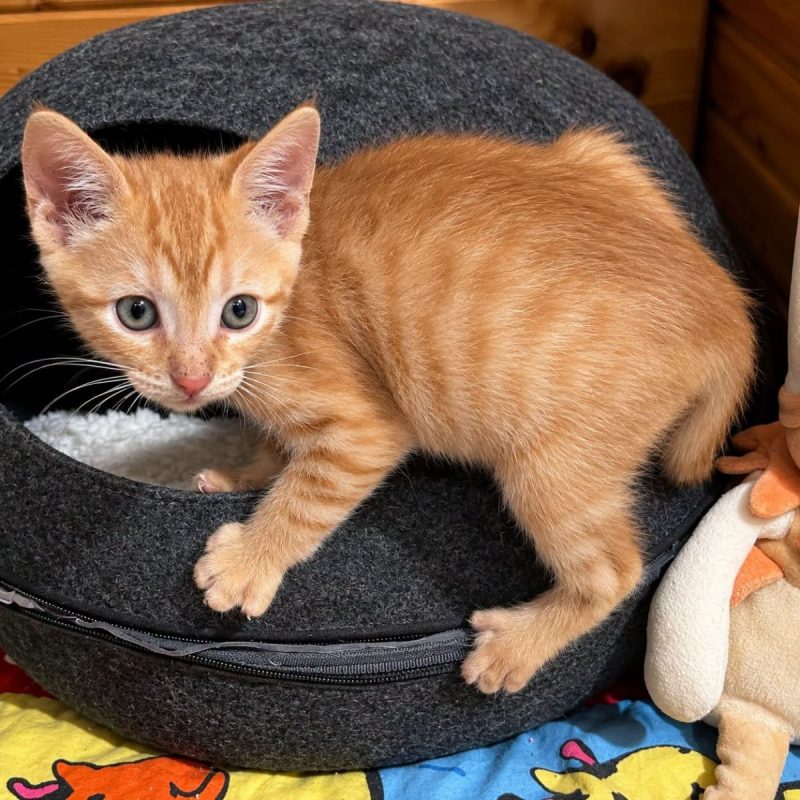 Bipsy - Européen à adopter à Romans-sur-Isère (26)