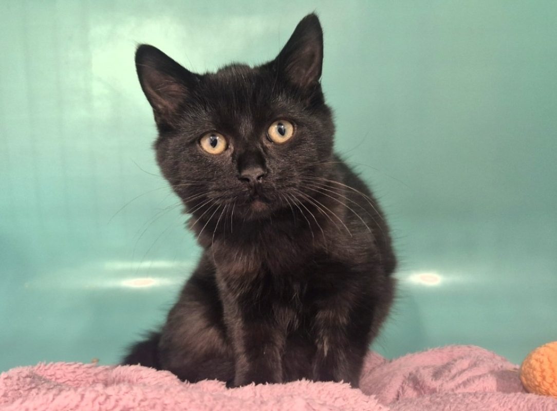 Wombat - Chat Européen à adopter