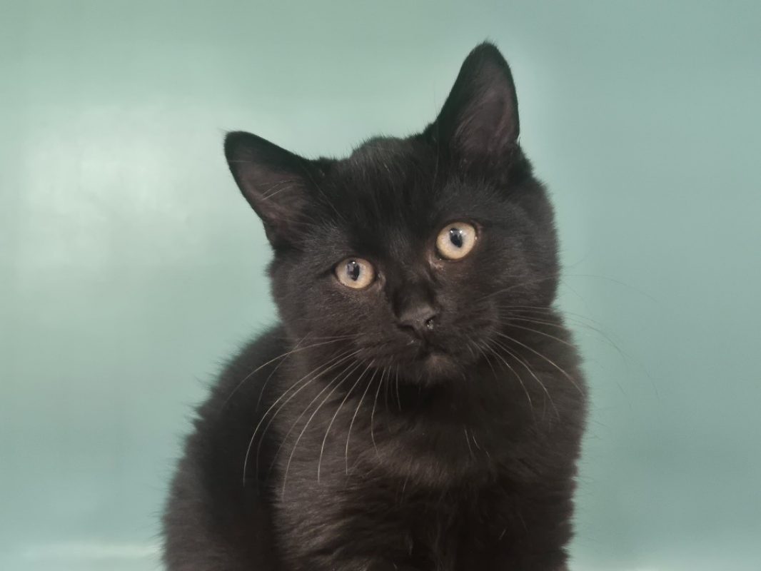 Wombat - Chat Européen à adopter - photo 2