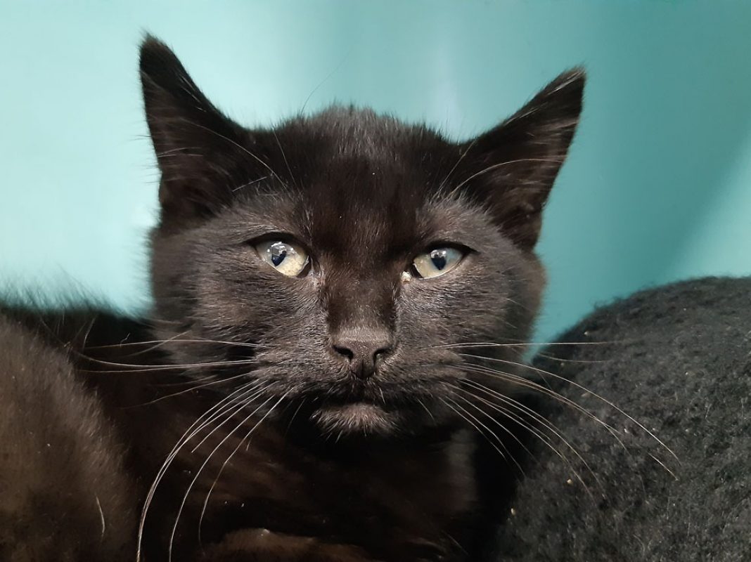 Wombat - Chat Européen à adopter - photo 4