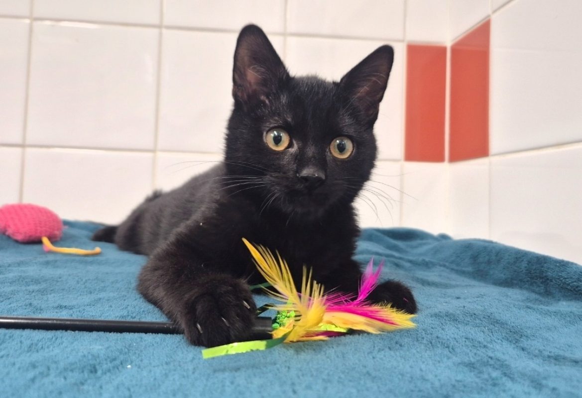Adoro - Chat Européen à adopter