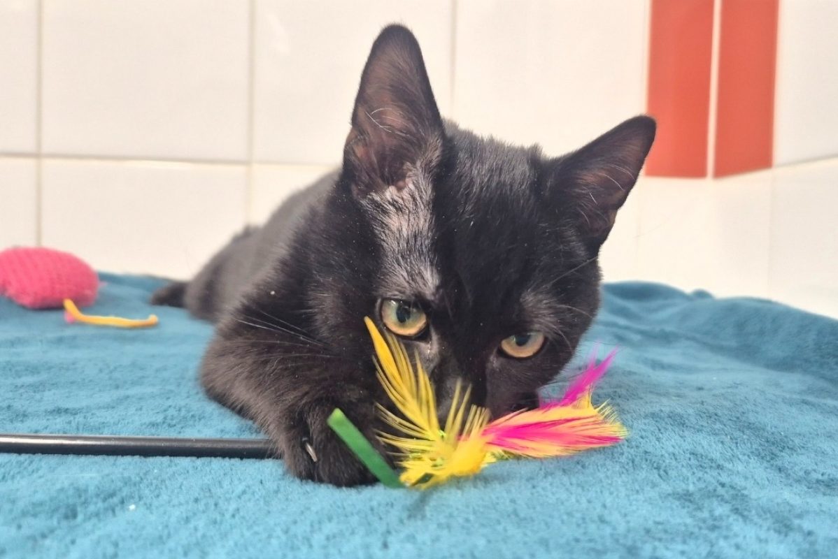 Adoro - Chat Européen à adopter - photo 2