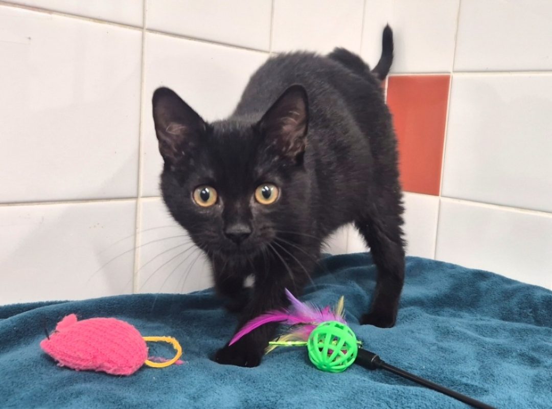 Adoro - Chat Européen à adopter - photo 3