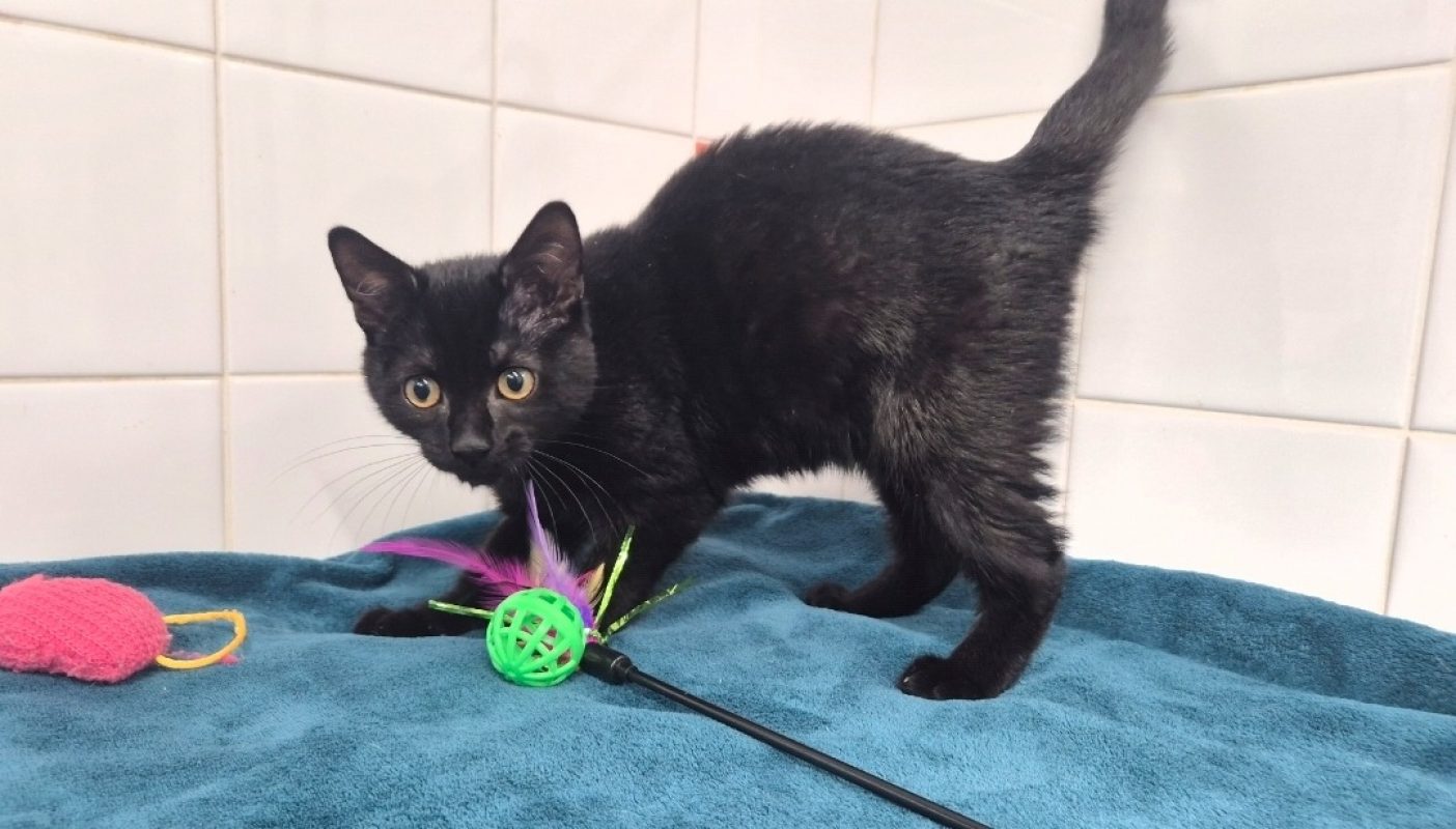 Adoro - Chat Européen à adopter - photo 4