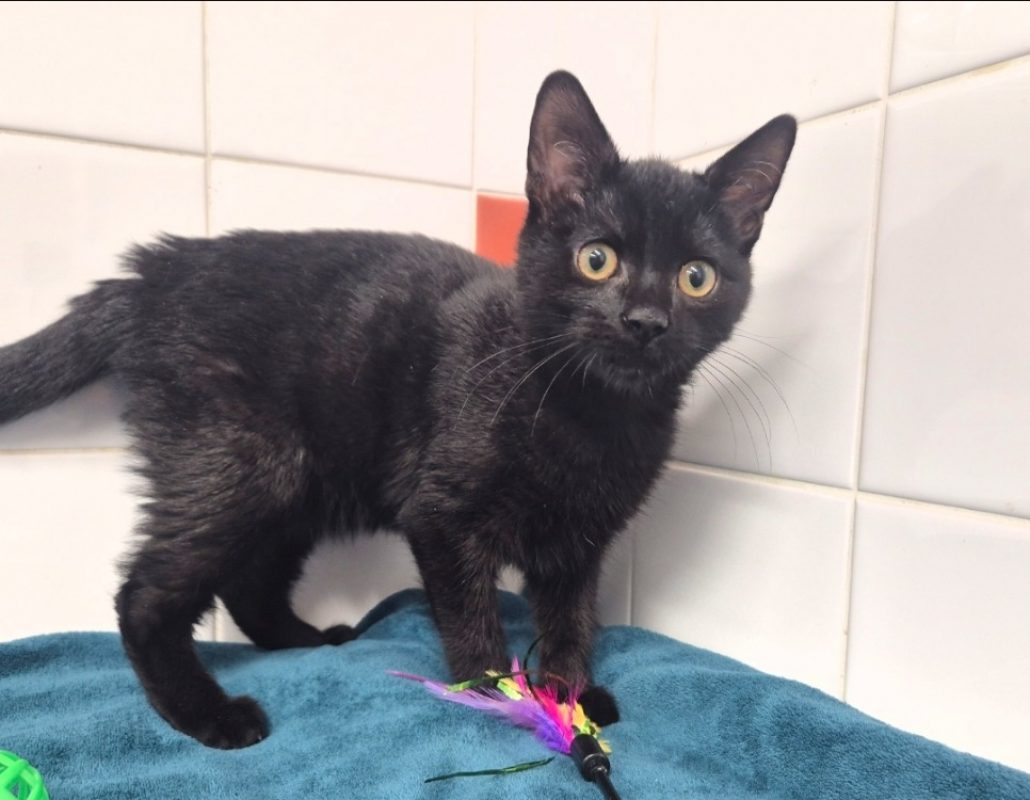 Adoro - Chat Européen à adopter - photo 5