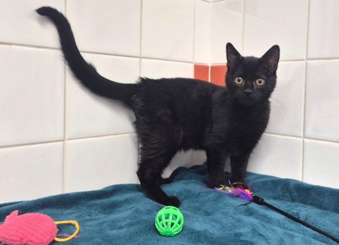 Adoro - Chat Européen à adopter - photo 6