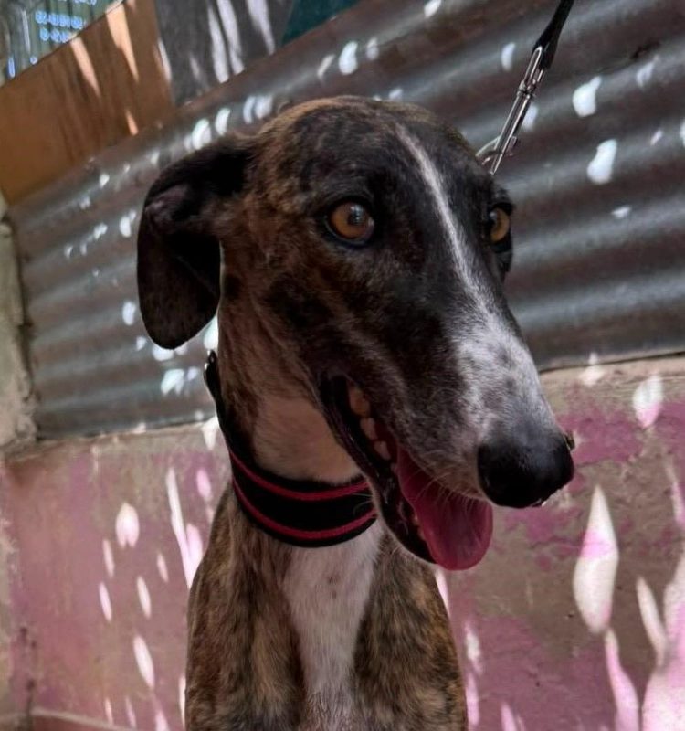 Candy - Chien à adopter