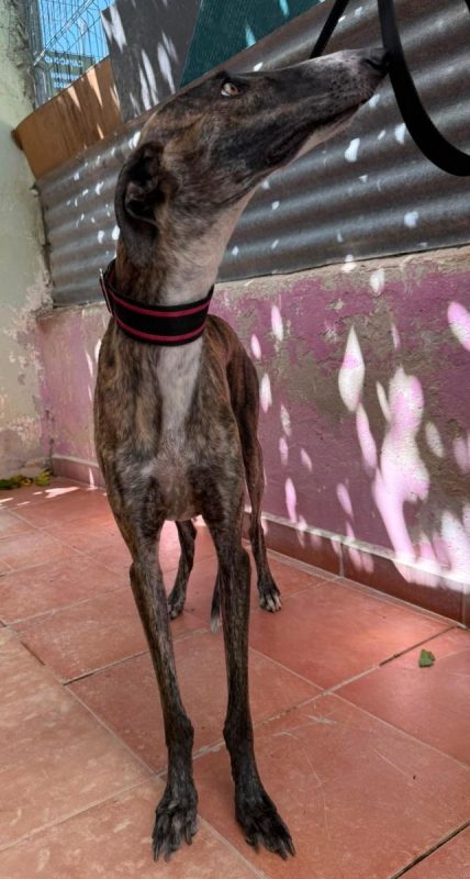 Candy - Chien à adopter - photo 9