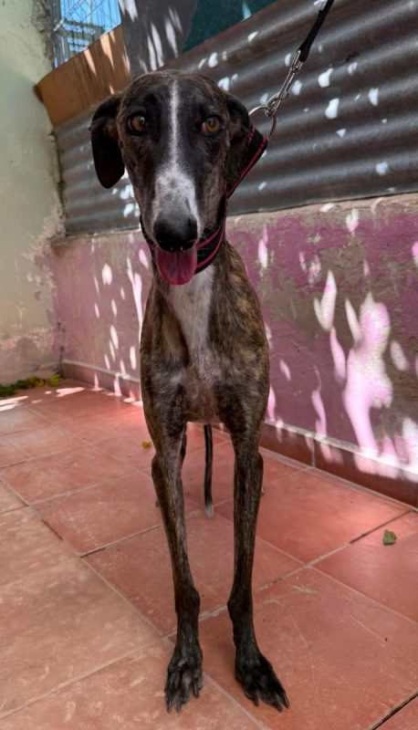 Candy - Chien à adopter - photo 12