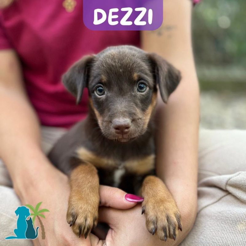 DEZZI - Chien à adopter