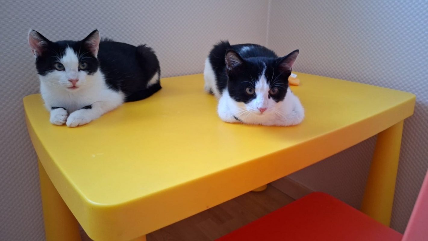 Bali chez véro - Chat Européen à adopter