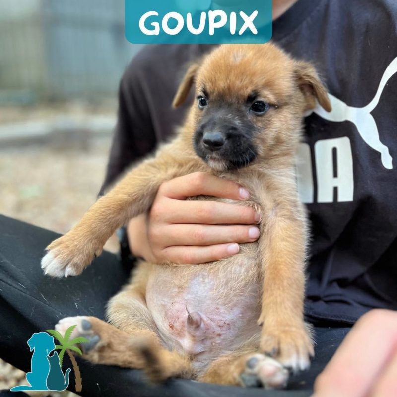 GOUPIX - Chien à adopter