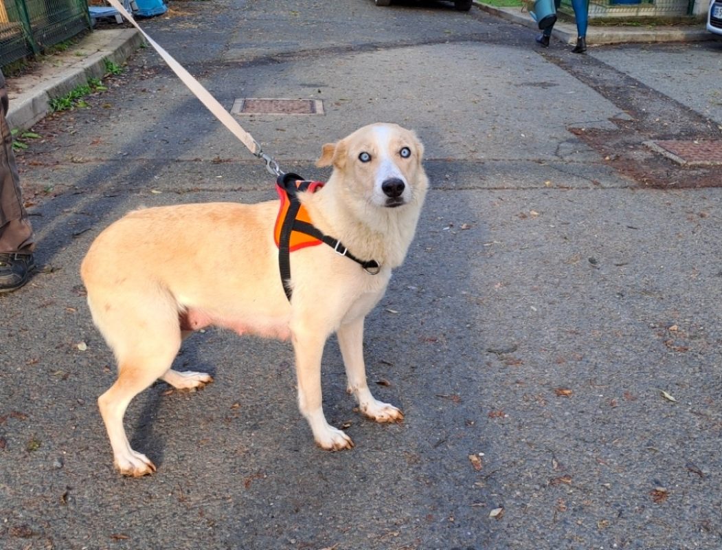 Alice - Chien Berger à adopter