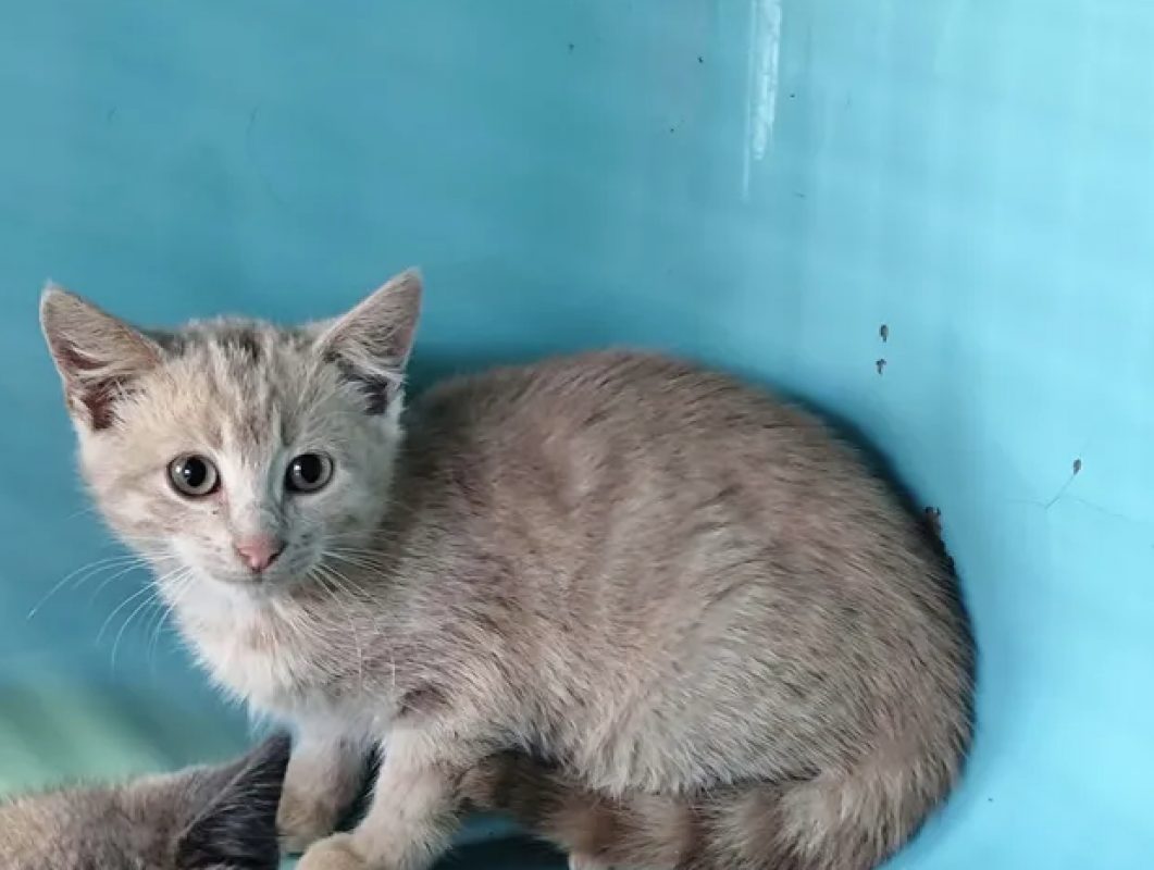 Rose - Chat Européen à adopter